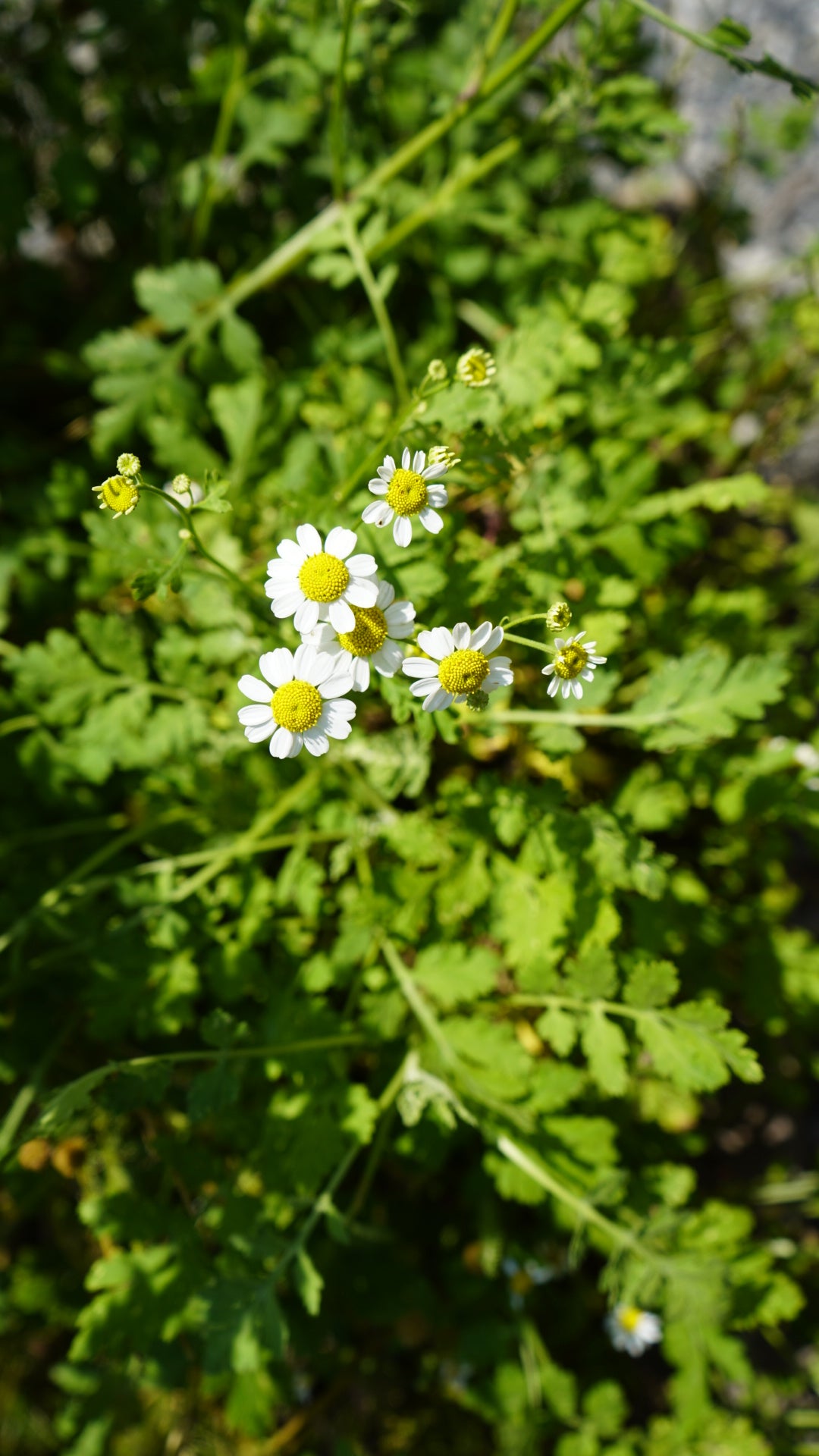 plant feverfew Feverfew Organically Grown Native Plants for Sale – The Farm Connection