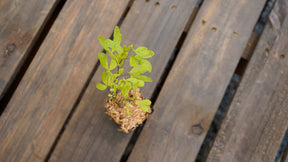 Thermopsis caroliniana carolina lupine potted plant for sale