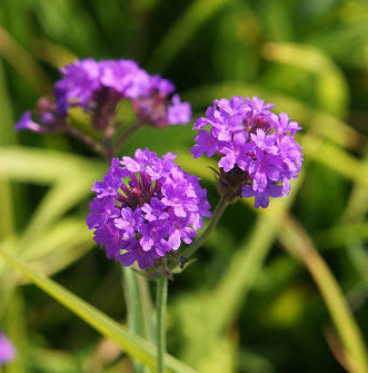 Verbena, Homestead Purple