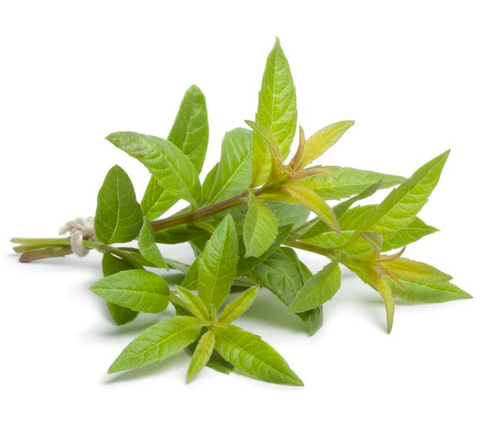 Lemon Verbena (Aloysia citrodora)