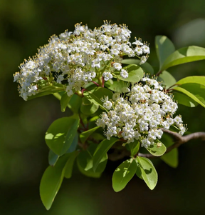 Blackhaw Viburnum Bare Root Native Shrub For Sale