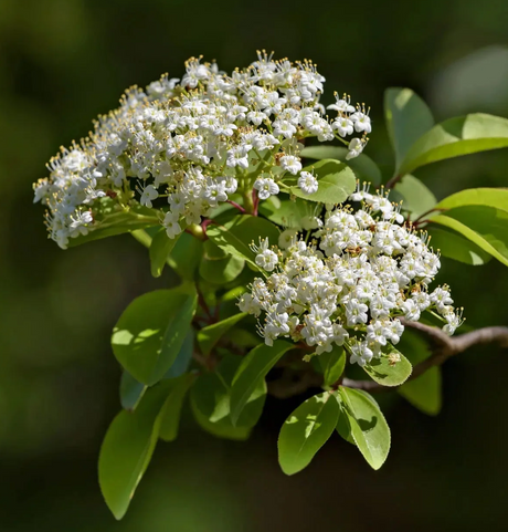 Blackhaw Viburnum Bare Root Native Shrub For Sale