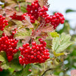 White Fringe Native Shrub Tree For Sale