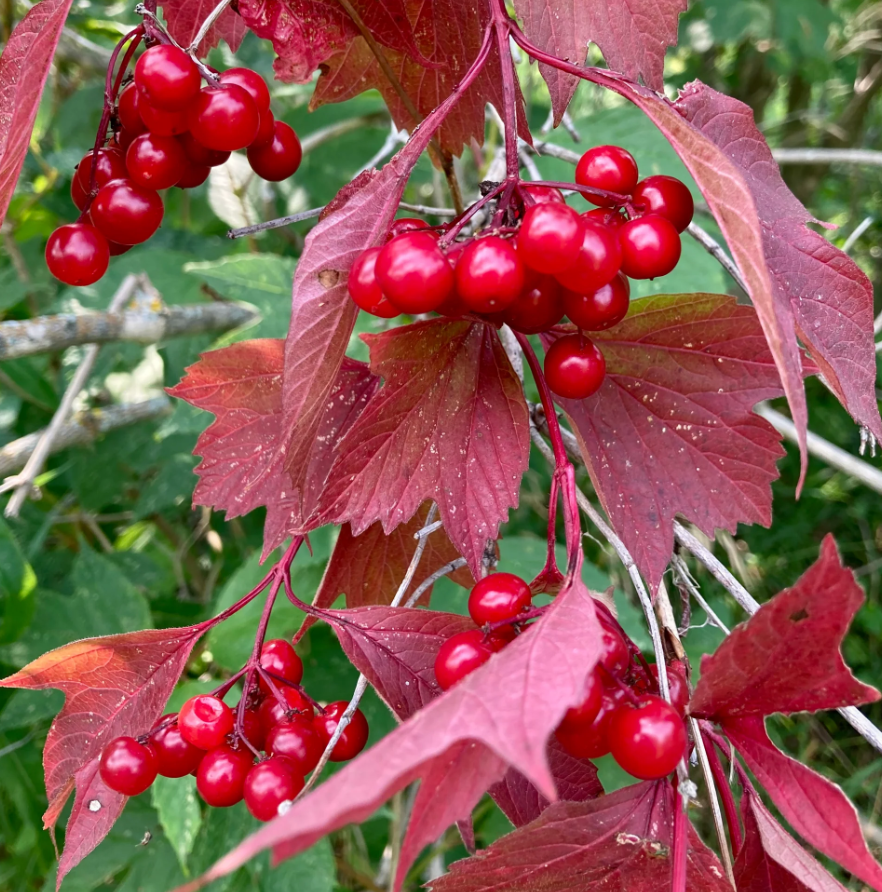 American Highbush Cranberry Bare Root Native Shrub For Sale