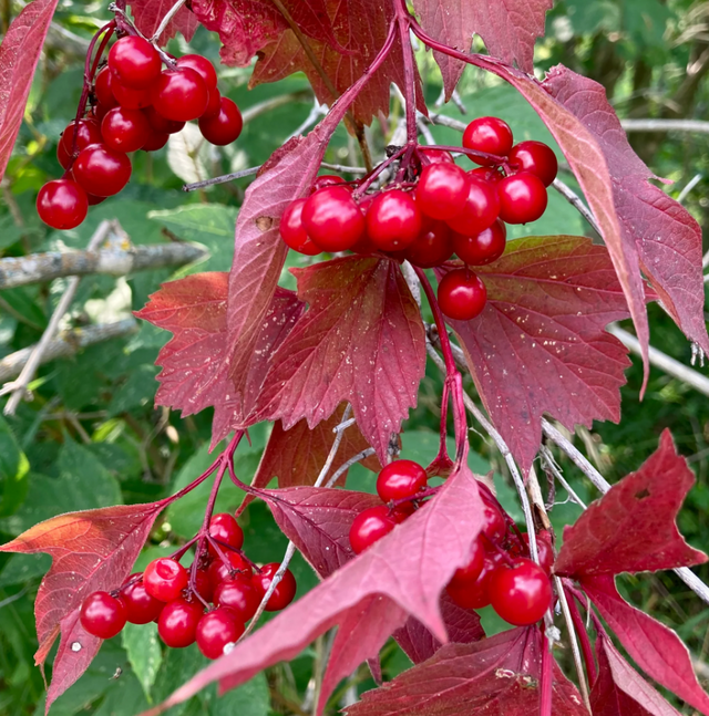 American Highbush Cranberry Bare Root Native Shrub For Sale
