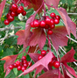 American Highbush Cranberry Bare Root Native Shrub For Sale