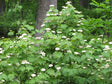 Mapleleaf Viburnum Bare Root Native Shrub For Sale