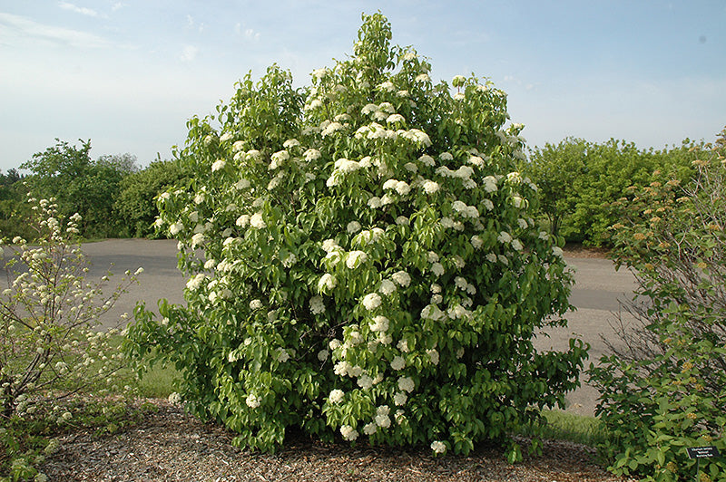 Nannyberry Viburnum Bare Root Native Shrub For Sale