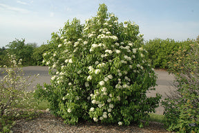 Nannyberry Viburnum Bare Root Native Shrub For Sale