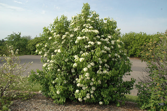 Nannyberry Viburnum Bare Root Native Shrub For Sale