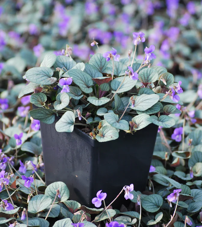 Violet, 'Silver Gem'