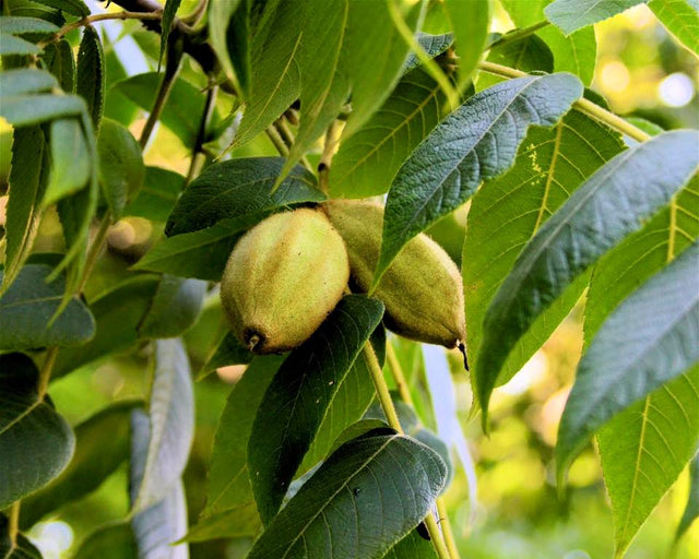 White Walnut Tree For Sale