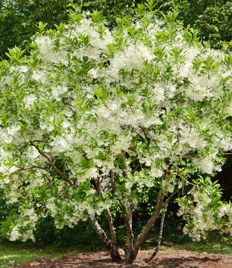 White Fringe Bare Root Native Tree For Sale