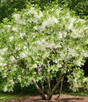 White Fringe Bare Root Native Tree For Sale