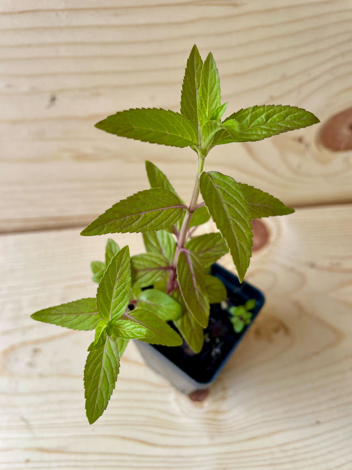 Wild Mint Organically Grown Native Plants for Sale
