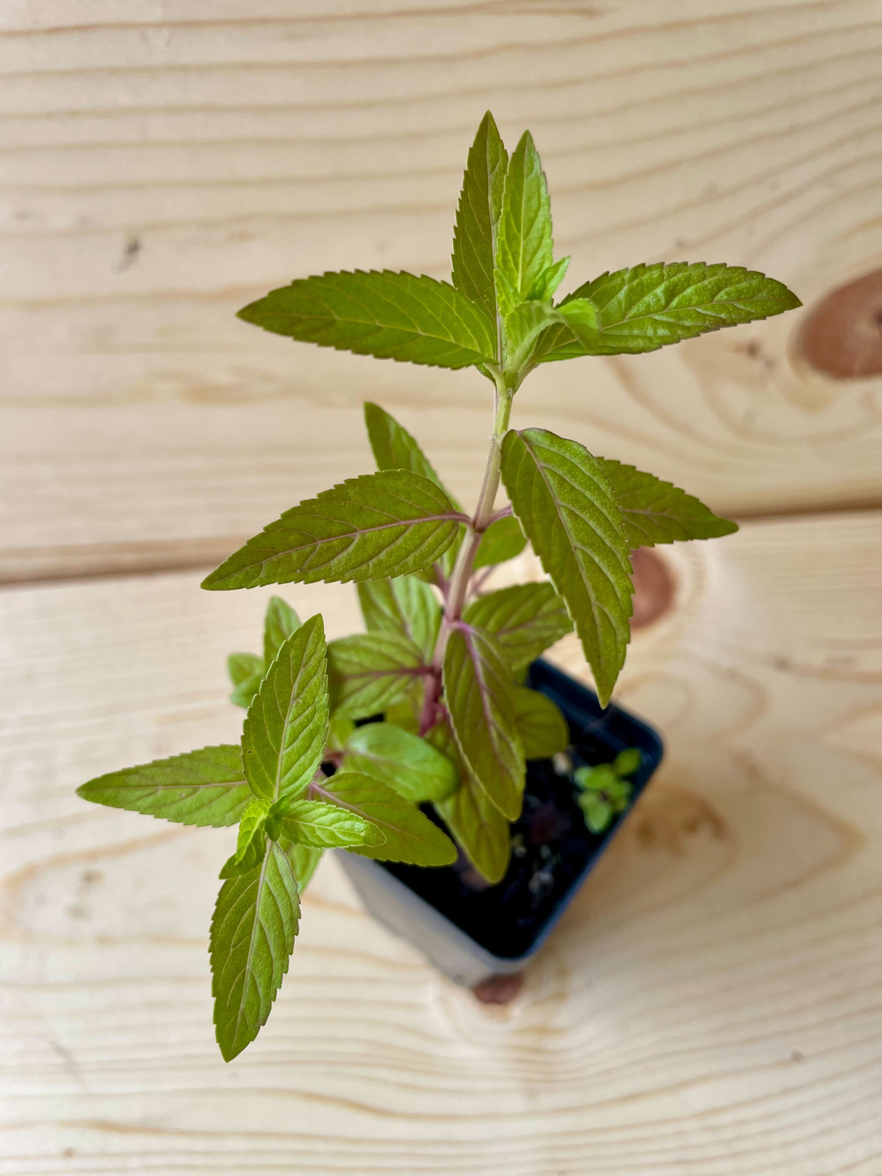 Wild Mint Organically Grown Native Plants for Sale – The Farm Connection