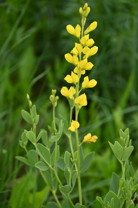 Wild Indigo, Large Yellow