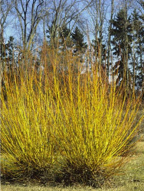 Willow Golden Plant For Sale