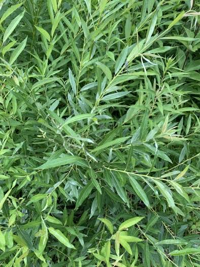 Willow Silky Plant For Sale