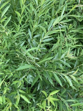 Willow Silky Plant For Sale