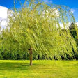 Weeping Willow Bare Root Plants for Sale