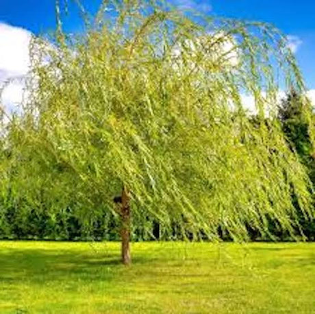 Weeping Willow Bare Root Plants for Sale