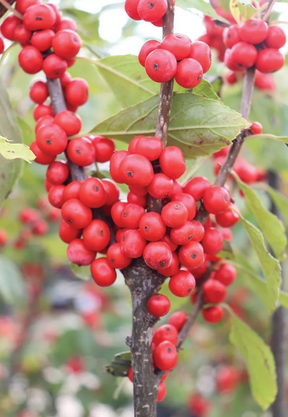 Winterberry Bare Root Native Shrub For Sale