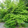 Common Witchhazel Bare Root Native Shrub For Sale