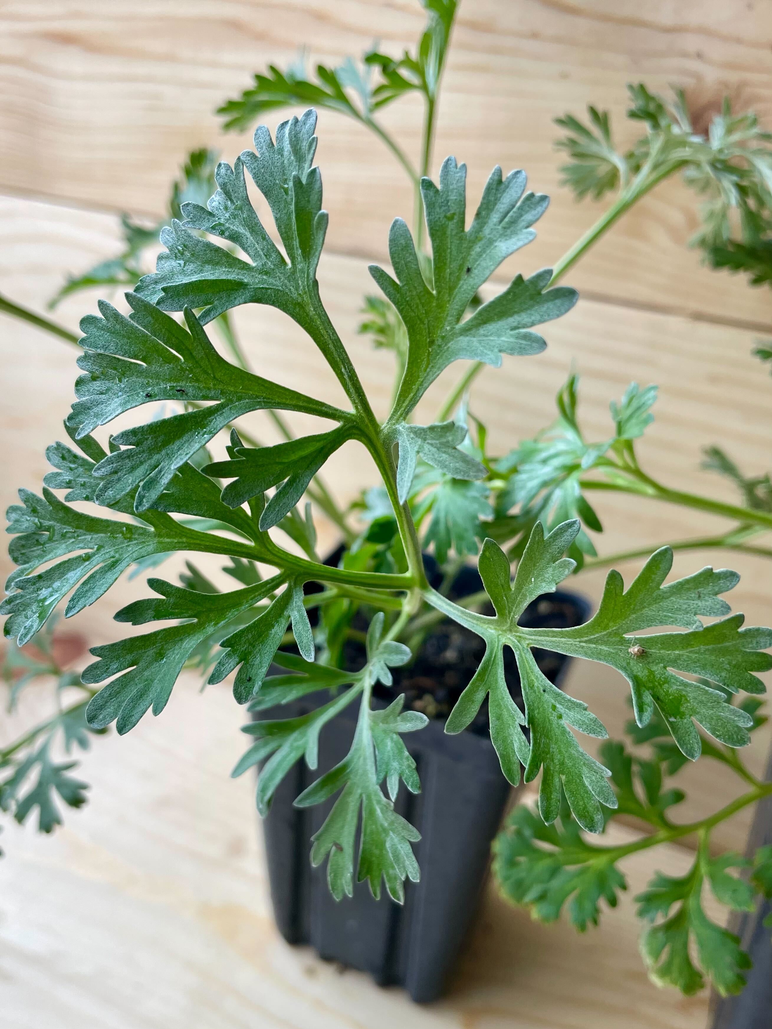 wormwood potted plant Wormwood