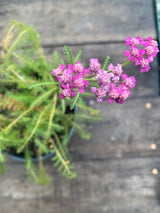 Yarrow, Flowerburst Potted Plant For Sale