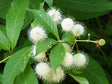 Buttonbush Bare Root Organically Grown Native Plants for Sale