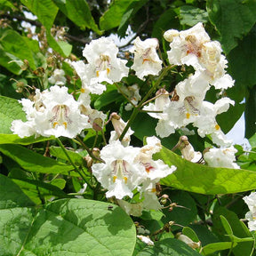 Northern Catalpa Bare Root Native Shrub Tree For Sale