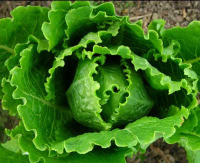 Seeds Lettuce, Cosmo