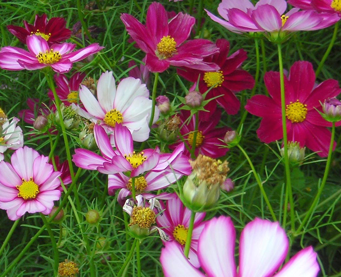 Seeds Cosmos, Picotee
