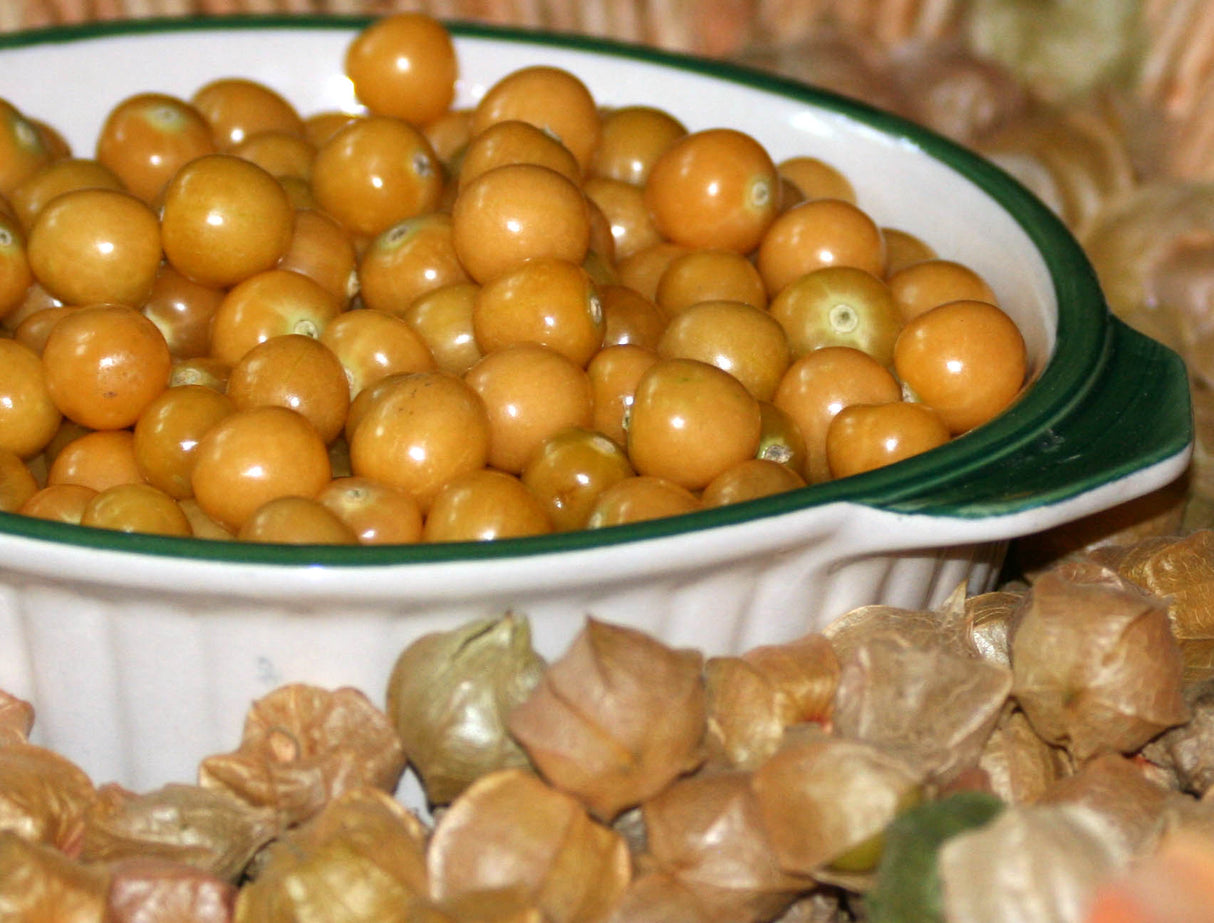 Seeds Husk Cherry, Cossack Pineapple