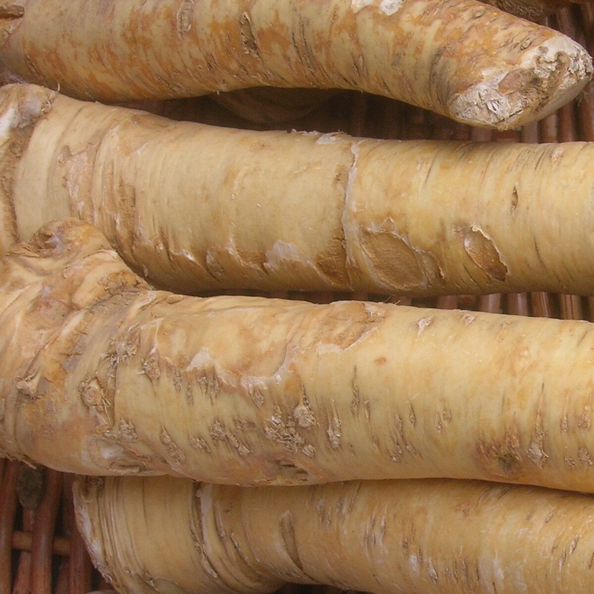 Horseradish, Czech, Bare Root