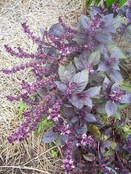 Seeds Basil, Dark Opal