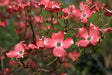 Cherokee Chief Red Dogwood Tree For Sale
