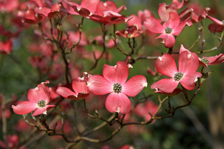 Cherokee Chief Red Dogwood Bare Root Native Tree For Sale