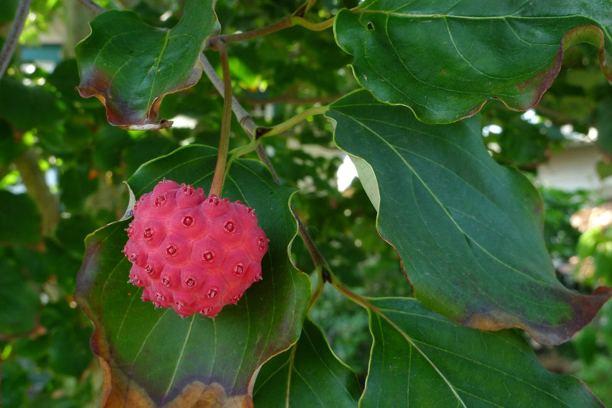 Kousa Dogwood Tree For Sale