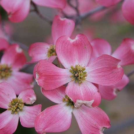 Pink Flowering Dogwood Bare Root Native Tree For Sale