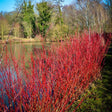 Red Osier Dogwood Bare Root Native Shrub For Sale