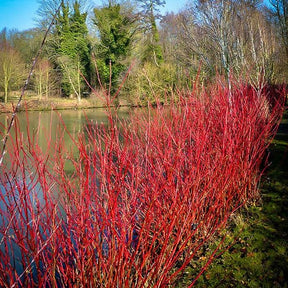 Red Osier Dogwood Bare Root Native Shrub For Sale