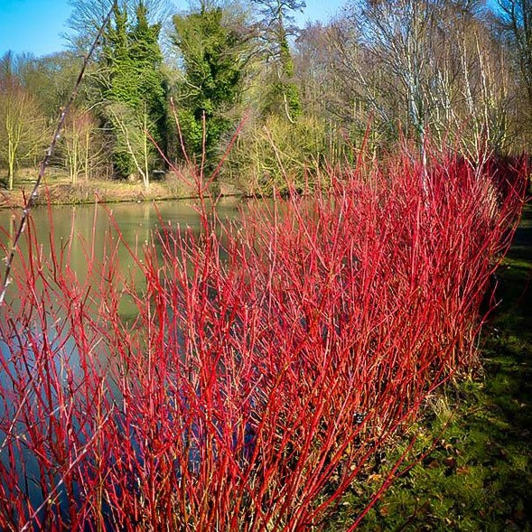 Red Osier Dogwood Bare Root Native Shrub For Sale