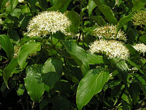 Silky Dogwood Bare Root Native Shrub Tree For Sale