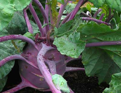 Seeds Kohlrabi Early Purple Vienna