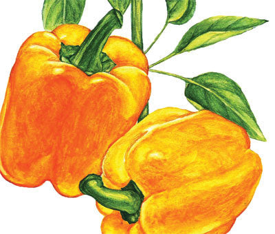 Seeds Pepper, Golden Cal Wonder