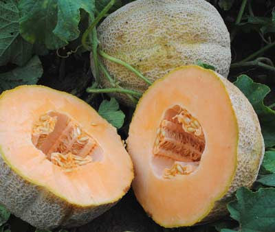 Seeds Melon, Hales Best
