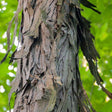 Shagbark Hickory Bare Root Native Nut Tree For Sale