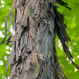 Shagbark Hickory Native Tree For Sale